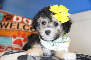 Elphaba Maltipoo 01