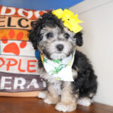 Elphaba Maltipoo 02