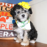 Elphaba Maltipoo 03