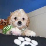 Enzo Cavapoo 02