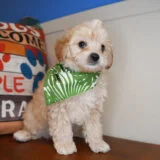 Enzo Cavapoo 04