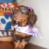 Fang Miniature Dachshund 02