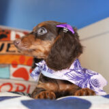 Fang Miniature Dachshund 03