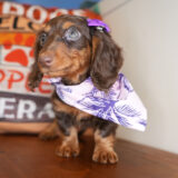 Fang Miniature Dachshund 04