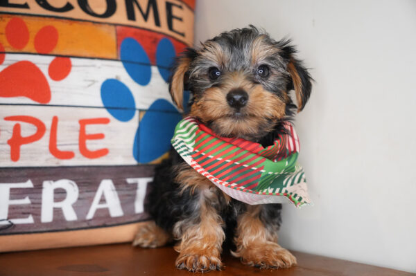 Goofy Yorkshire Terrier 01