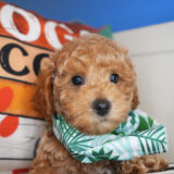 Hachi Miniature Poodle 03