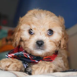 Harry Cavapoo 01