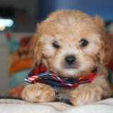 Harry Cavapoo 04