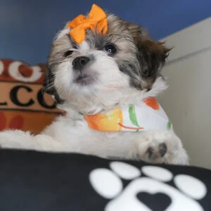 Huckleberry Shihpoo 01