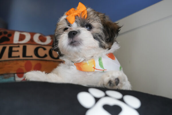 Huckleberry Shihpoo 01