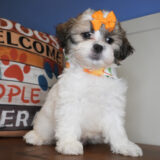 Huckleberry Shihpoo 03