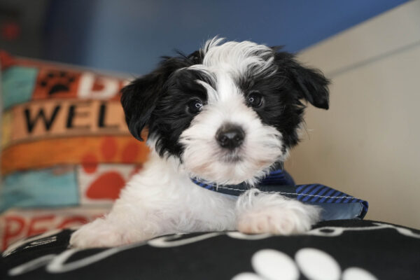 Ichabod Morkie 01