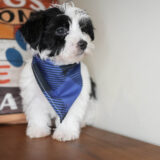 Ichabod Morkie 03