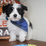 Ichabod Morkie 04