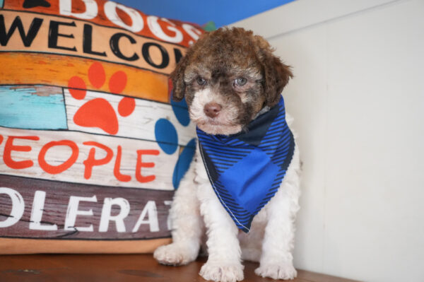 Jock Miniature Poodle 01