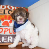 Jock Miniature Poodle 02