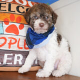 Jock Miniature Poodle 03