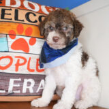 Jock Miniature Poodle 04