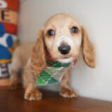 Joey Miniature Dachshund 03