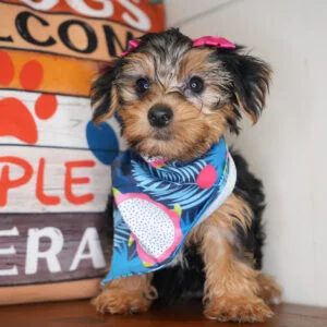 Lady Belle Yorkshire Terrier 01