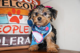 Lady Belle Yorkshire Terrier 01