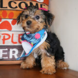 Lady Belle Yorkshire Terrier 02