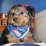 Lady Belle Yorkshire Terrier 03