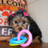 Lady Belle Yorkshire Terrier 04