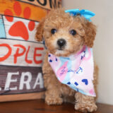 Lassie Miniature Poodle 01