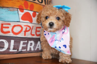 Lassie Miniature Poodle 01