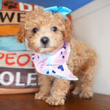 Lassie Miniature Poodle 03