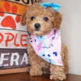 Lassie Miniature Poodle 04