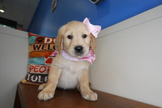 Lyanna Golden Retriever 01