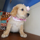 Lyanna Golden Retriever 02