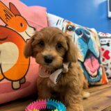 Moose Maltipoo 01