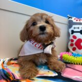 Moose Maltipoo 04