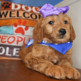 Morgan Goldendoodle 04