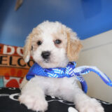 Mr. Darcy Miniature Poodle 02