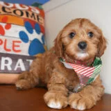 Ness Cavapoo 01