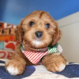 Ness Cavapoo 02