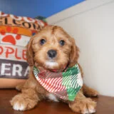 Ness Cavapoo 03