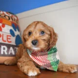 Ness Cavapoo 04