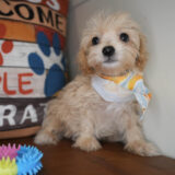 Norville Maltipoo 01