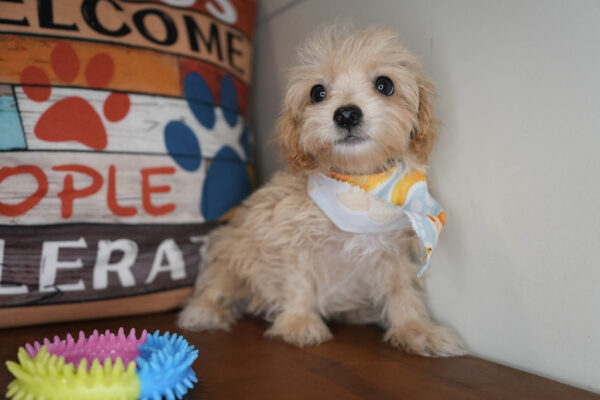 Norville Maltipoo 01