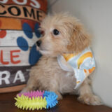 Norville Maltipoo 02