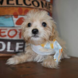 Norville Maltipoo 04