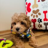 Odie Maltipoo 02