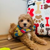 Odie Maltipoo 03