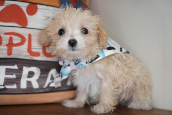 Otho Maltipoo 01