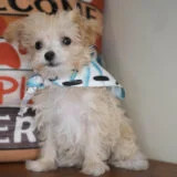 Otho Maltipoo 02